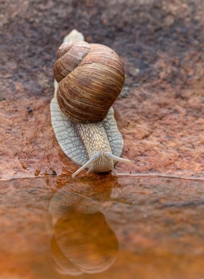 白天静水旁的棕色蜗牛